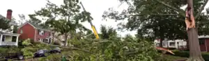 fallen tree